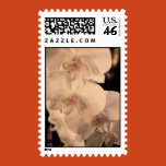 orchid, phalaenopsis, white, flower, tropical