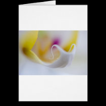 Orchid's Tongue cards