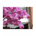 Orchids t-shirts by amjon1 Orchids t-shirts
