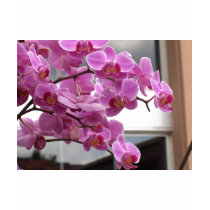 Orchids t-shirts by amjon1 Orchids t-shirts