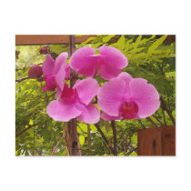 OrchidWaterColor postcards