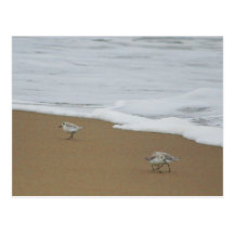 Oregon Beach & Sanderlings Postcard