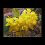 Oregon Grape Flowers Postcard