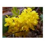 Oregon Grape Flowers Postcard