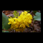 Oregon Grape Flowers Print
