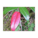 Oregon Grape postcards