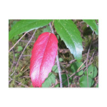 Oregon Grape postcards