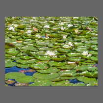 Oregon Monet Waterlilies posters