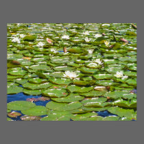 Oregon Monet Waterlillies posters