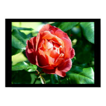 Oregon Rose posters