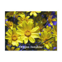 Oregon Sunshine postcards