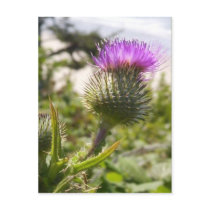 Oregon Thistles postcards