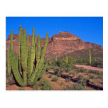 Organ Pipes In Death Valley Post Cards