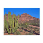 Organ Pipes In Death Valley Post Cards