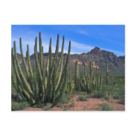 Organ Pipes In Desert Postcards
