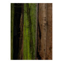 Organic posters