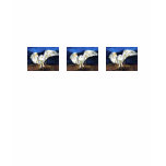 Organic Women's Snowy Owl T-shirt Organic Women's Snowy Owl T-shirt