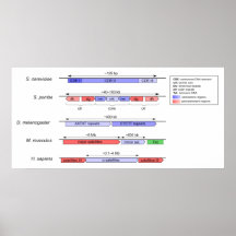 Organization of Centromeric DNA Sequences Diagram Print