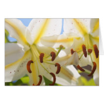 Oriental Lily Card