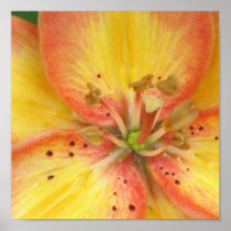 Oriental Lily Poster
