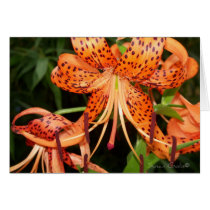 Oriental Orange Tiger Lilies Card