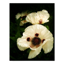 Oriental Poppies Cream posters