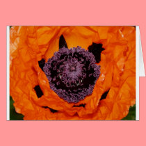 oriental poppy cards