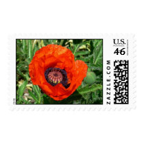 Oriental Poppy postage