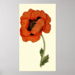 Oriental  Poppy Posters