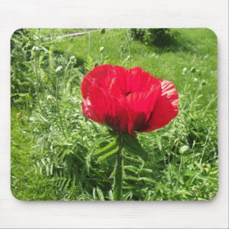 Oriental Red Poppy Mousepad mousepad