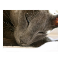 Oriental Shorthair Cat Print by sallemange Oriental Shorthair Cat Print