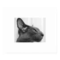 Oriental Shorthair Cat Print by sallemange Oriental Shorthair Cat Print