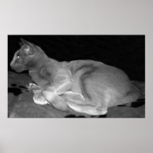 Oriental Shorthair Cat Print
