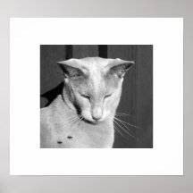 Oriental Shorthair Cat Print