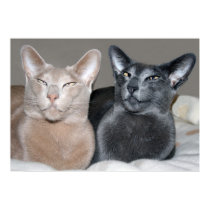 Oriental Shorthair Cats Print by sallemange Oriental Shorthair Cats Print