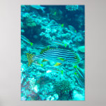 Oriental Sweetlips Posters