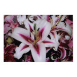 lilies, oriental, lilies, pink, white, flowers,