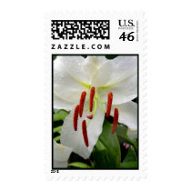 Oriental White Lily Postage Stamp