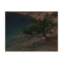 Origin Of Tranquility Postcard