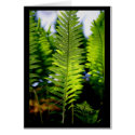 Original Fern cards
