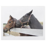 Original Horse Whisperer Flyer