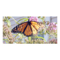 Original Nature Photography photo cards by neko_sweetie_photos Original Nature Photography photo cards
