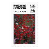 Original Photo - Alaskan Poppies postage