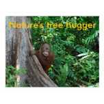 Original Tree Hugger of Nature postcard
