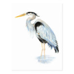 Original watercolor Great Blue Heron Bird Postcards