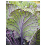 ornamental cabbage flyers