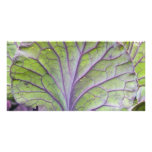 ornamental cabbage customized photo card