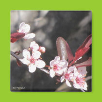 Ornamental Cherry Blossoms Magnet
