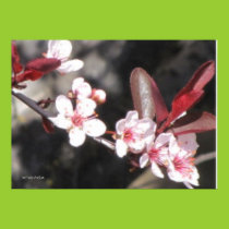 Ornamental Cherry Blossoms Poster posters