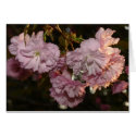 Ornamental Cherry cards by Kat_Su Ornamental Cherry cards